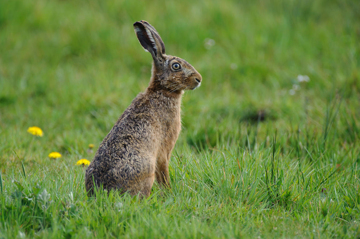 feldhase-lepus-europaeus-deutscher-jagdverband